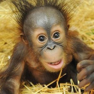 Meet your Posher, Penny